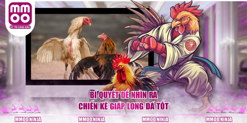 Bí quyết để nhìn ra chiến kê Giáp Long đá tốt