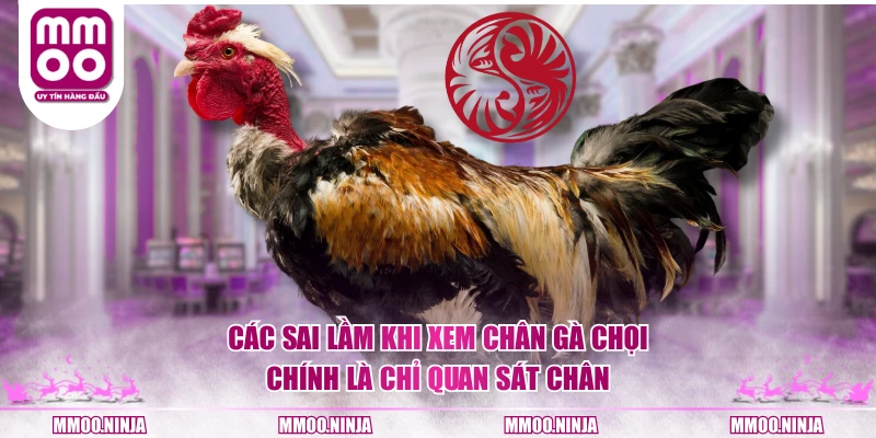 Các sai lầm khi xem chân gà chọi chính là chỉ quan sát chân