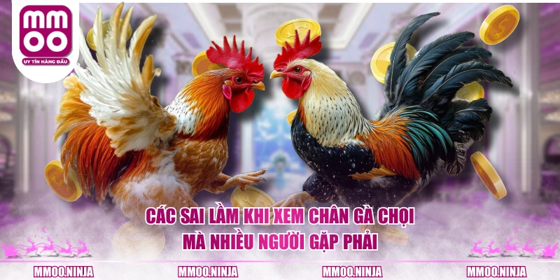 Các sai lầm khi xem chân gà chọi mà nhiều người gặp phải