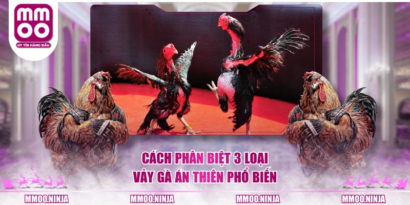 Cách phân biệt 3 loại vảy gà án thiên phổ biến
