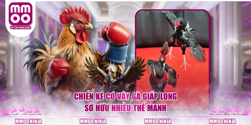 Chiến kê có vảy gà Giáp Long sở hữu nhiều thế mạnh