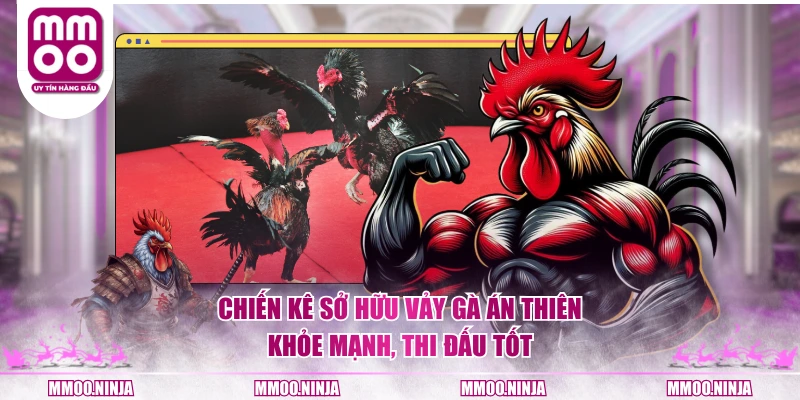 Chiến kê sở hữu vảy gà án thiên khỏe mạnh, thi đấu tốt