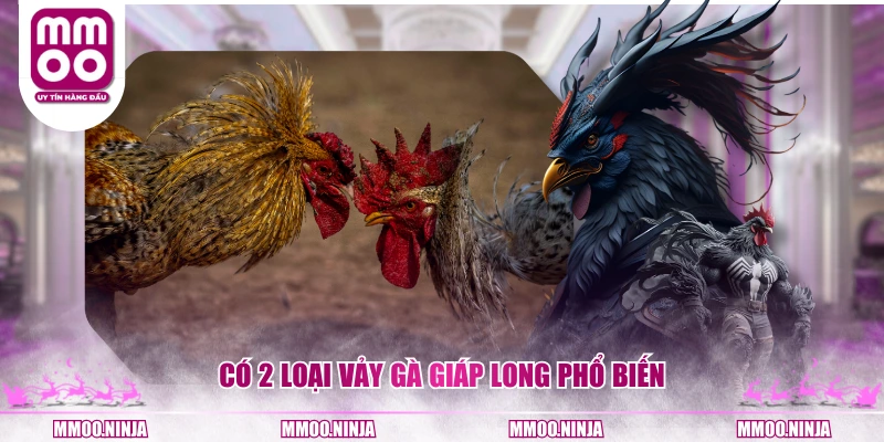 Có 2 loại vảy gà Giáp Long phổ biến