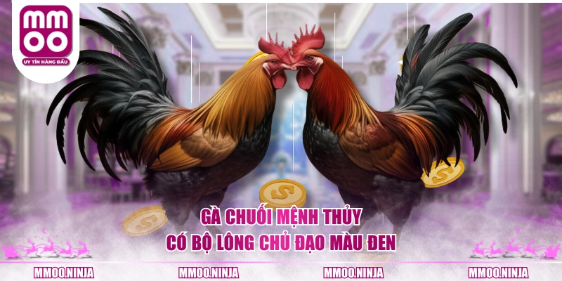 Gà chuối mệnh Thủy có bộ lông chủ đạo màu đen