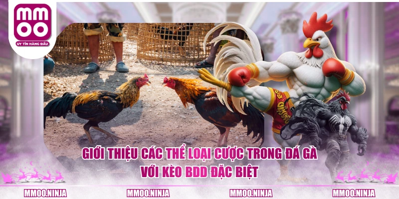 Giới thiệu các thể loại cược trong đá gà với kèo BDD đặc biệt