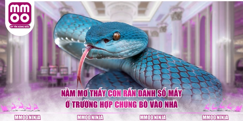 Nằm mơ thấy con rắn đánh số mấy ở trường hợp chúng bò vào nhà