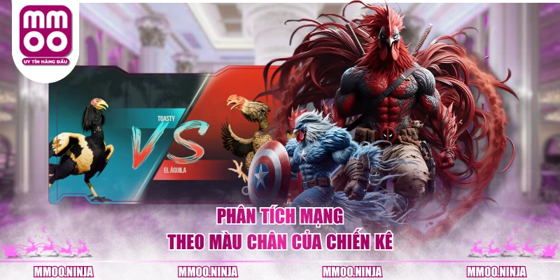 Phân tích mạng theo màu chân của chiến kê