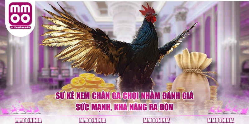 Sư kê xem chân gà chọi nhằm đánh giá sức mạnh, khả năng ra đòn