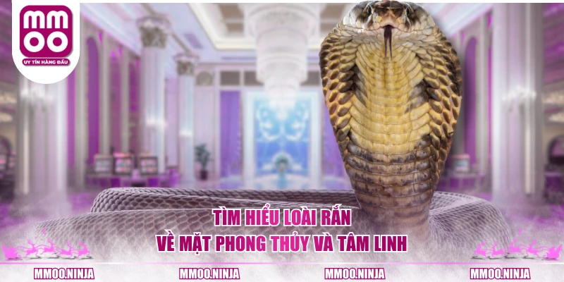 Tìm hiểu loài rắn về mặt phong thủy và tâm linh