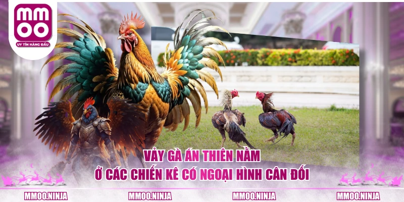 Vảy gà án thiên nằm ở các chiến kê có ngoại hình cân đối