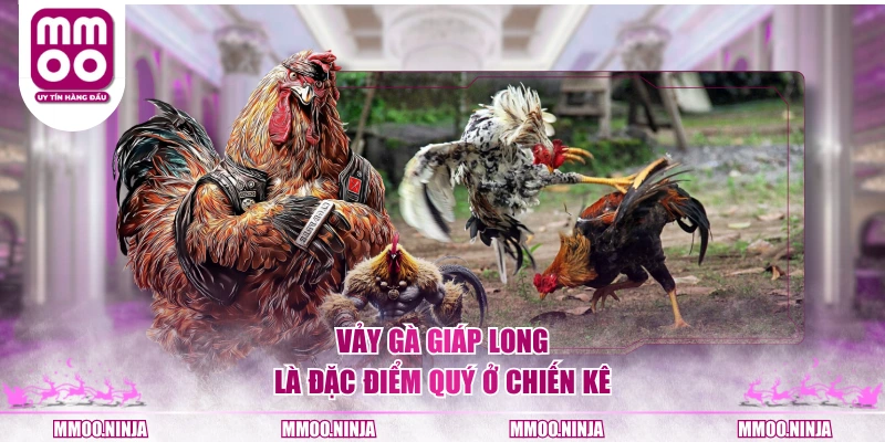 Vảy gà Giáp Long là đặc điểm quý ở chiến kê
