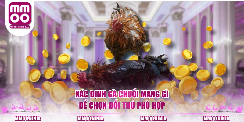 Xác định gà chuối mạng gì để chọn đối thủ phù hợp