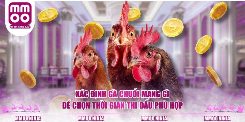 Xác định gà chuối mạng gì để chọn thời gian thi đấu phù hợp