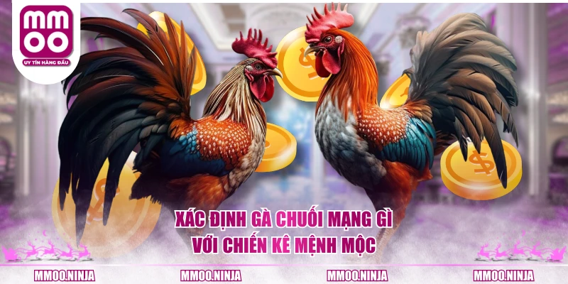 Xác định gà chuối mạng gì với chiến kê mệnh Mộc